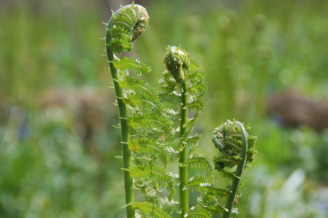Shorewood Nature Preserve | Small space, big impact